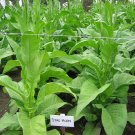 1000 seeds stag horn tobacco ~ heirloom dark virginian rich flavor