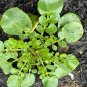 seeds upland cress 50 heirloom, non-gmo, organically grown, herb, biennial