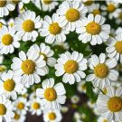 seeds 300 chamomile german herb (matricaria recutita) fresh aromatic medicinal