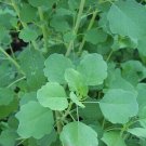 50 papalo seeds, porophyllum ruderale, mexican herb, cilantro taste, salsa taco