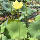 40 seeds yellow lotus flower american water lily for pots or pond