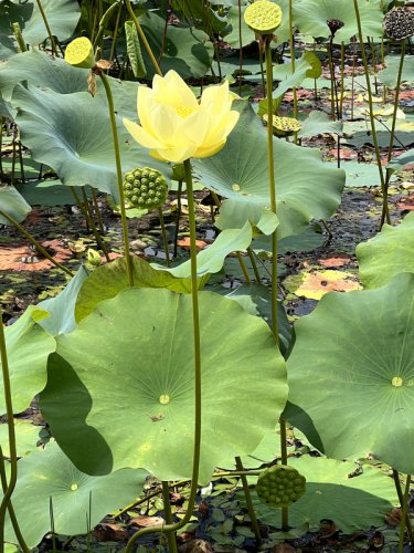 40 seeds yellow lotus flower american water lily for pots or pond