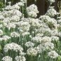 seeds garlic chives 