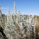 100 seeds silver sagebrush artemisia cana dwarf wormwood herb flower