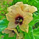 300 seeds hyoscyamus niger / black henbane stinking nightshade *