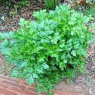 seeds 301italian flat leaf parsley organic herb garden containers culinary easy