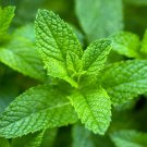 seeds 2025 organic 500 mint peppermint herb non-gmo heirloom , season
