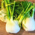 seeds dragon fennel (200) / organic florida grown butterfly host