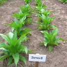 1000 8 seeds japan tobacco ~ sweet dark nicotiana tabacum compact