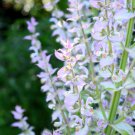 50 seeds white swan clary sage salvia viridis horminum herb flower