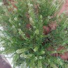 seeds 100 peppergrass organic (lepidium virginicum) virginia pepperweed herb
