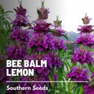 100 bee balm, lemon bergamot - seeds, heirloom herb (monarda citriodora)
