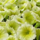 20 seeds ~ easy wave yellow * trailing petunia pelleted