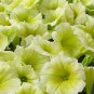 20 seeds ~ easy wave yellow * trailing petunia pelleted