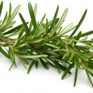 seeds 20 rosemary / fragrant herb, non-gmo - fresh herb for garden (2025)
