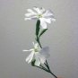 seeds african dream root * silene capensis / xhosa, 25