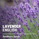 100 seeds lavender, english (true lavender) - fragrant herb mosquito repelle