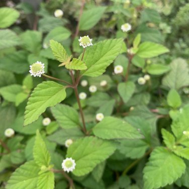 seeds lippia dulcis aztec sweet herb -