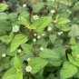 seeds lippia dulcis aztec sweet herb -