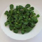1500 seeds dutch corn salad lambs lettuce valerianella locusta herb non-gmo
