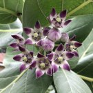 10 seeds fresh calotropis procera crown flower giant purple milkweed monarch
