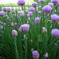 seeds chives - herb 300
