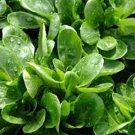 seeds 500dutch corn salad lamb’s lettuce mache locusta herb vegetable
