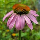 25 seeds purple coneflower | echinacea purpurea medicinal florida native