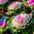 seeds 25 kale seeds, ornamental (brassica oleracea) non-gmo , ship