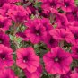 20 seeds ~ tidal wave cherry * trailing petunia pelleted