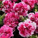 25 seeds double rose pirouette ~ petunia pelleted
