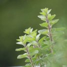 oregano