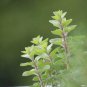 oregano