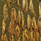 1000 seeds white mammoth tobacco ~ heirloom nicotiana tabacum early maturing