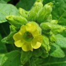 250 seeds aztec tobacco midewiwan sacred nicotiana rustica yellow flower herb
