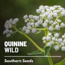 50 seeds quinine, wild - american feverfew medicinal herb non gmo