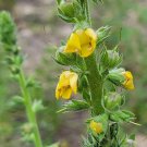 25 seeds wand mullein | verbascum virgatum florida grown wild harvested