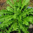 seeds 30 french dandelion - detoxifying organic herb salad greens