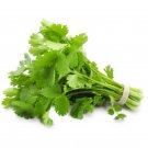 cilantro/coriander, 75 seeds. organic~ s/h