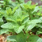 seeds 2025 mint - 500