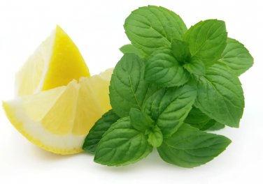 seeds 250 lemon mint - bee balm heirloom organic non gmo -- fresh