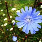 seeds 200 chicory (cichorium intybus) organic, no pesticides, medicinal herb