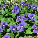 20 seeds organic common blue violet ~ viola sororia native *