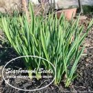 seeds 300 scarborough garlic chives non gmo perennial