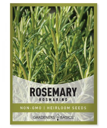 seeds rosemary