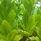 1000 seeds burley tobacco ~ nicotiana tabacum heavy producing