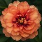 'Kopper Kettle' Peony Tree, 5 a semi-double 8-inch-wide with petals that comb...