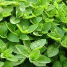 3 premium sweet marjoram - fresh organic heirloom seed buy any var, 20% off