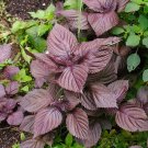800 seeds purple shiso herb perilla asian culinary chinese basil mi