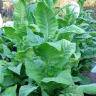 1000 seeds green brior tobacco ~ heirloom full flavor heavy producing burley